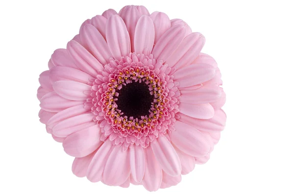 Roze gerbera close-up — Stockfoto