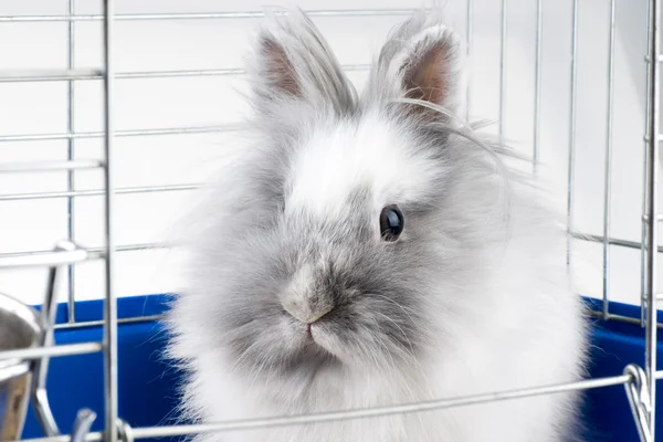 White angora bunny — Stock Photo, Image