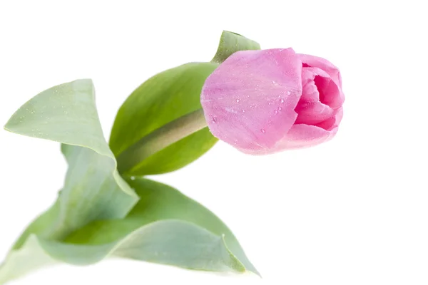 Pink fresh tulip — Stock Photo, Image