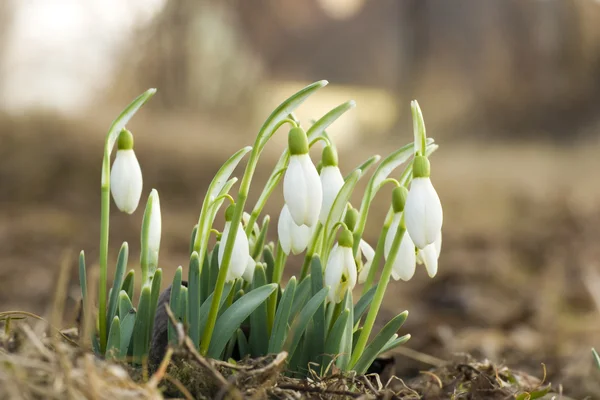 Snowdrop spring flowers — Stock Photo, Image
