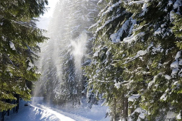 Гірський сосновий ліс взимку — стокове фото