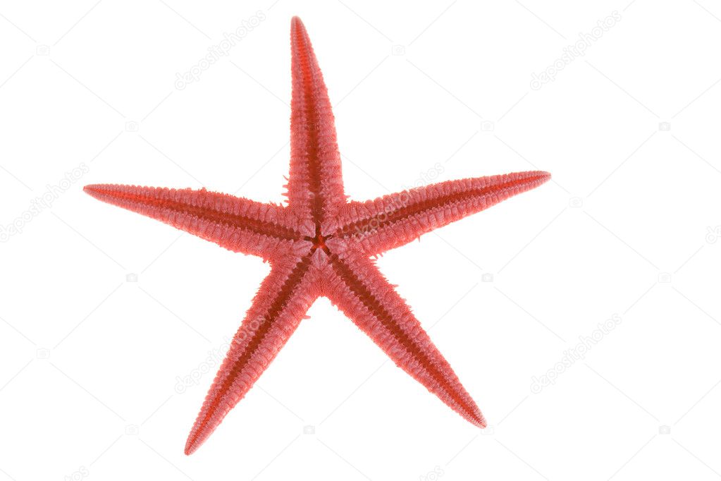 Red starfishs on a white background
