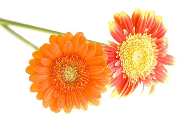 Orangen und gelben Gerbera Gänseblümchen Familie — Stockfoto