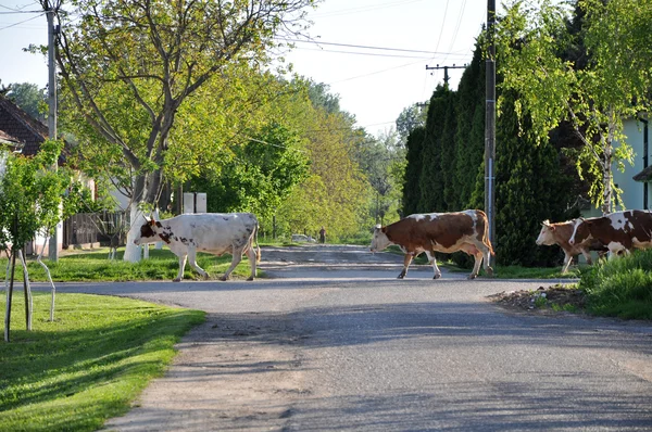 Vacas caminham na rua — Fotografia de Stock