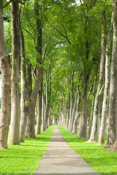 Pequeño camino a través de hileras de árboles —  Fotos de Stock