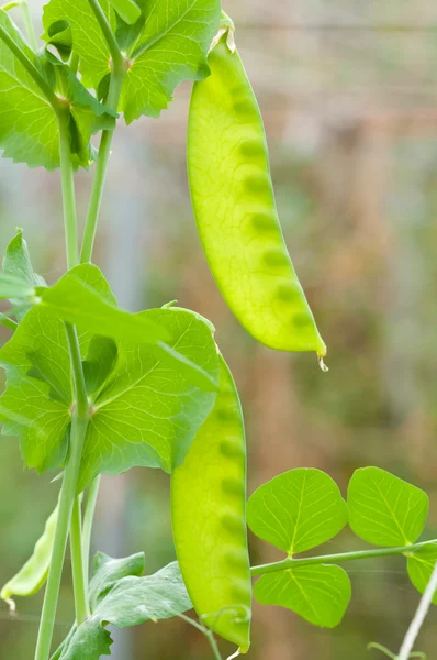 stock image Pea pods on the vine