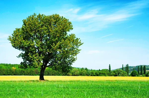 Buğday alanında yalnız ağaç — Stok fotoğraf