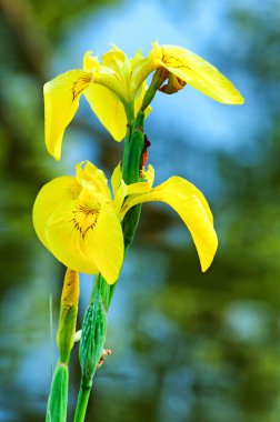 Sarı Iris (Iris pseudacorus)