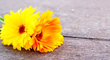 Kadife çiçeği Wood (Calendula officinalis)