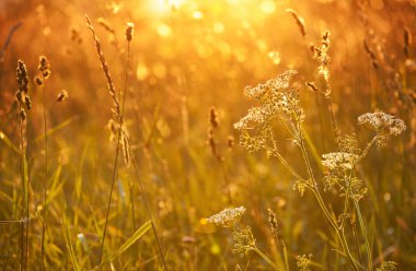 Yarrow (Achillea millefolium) in sunset clipart