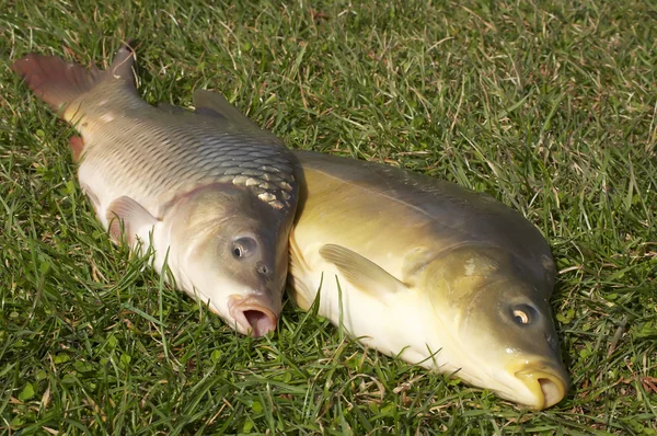 Two carps on the grass — Stock Photo, Image