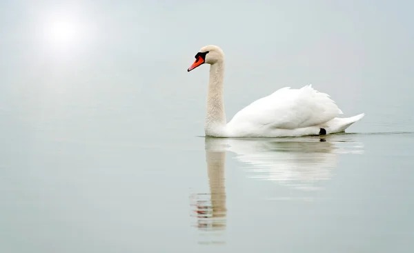 Swan in the foggy morning — Stock Photo, Image
