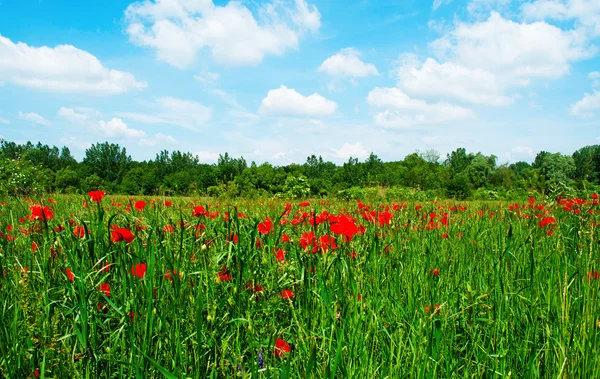 Flowering field beneath the blue sky