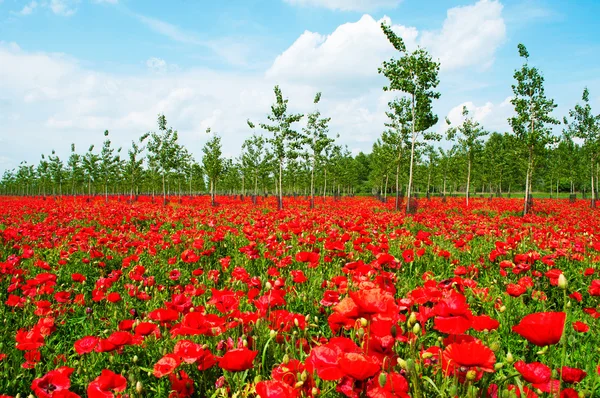 Beautiful poppy field beneath the blue sky — Stock Photo, Image