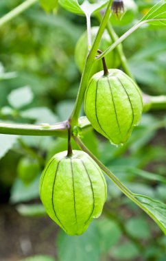 Physalis