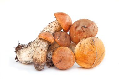 Turuncu-cap boletus mantar mı