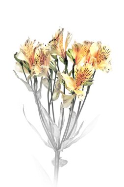 alstroemeria sarı