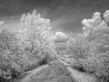 Infrared photo. Road clipart