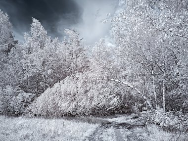 Infrared photograph. Birch clipart