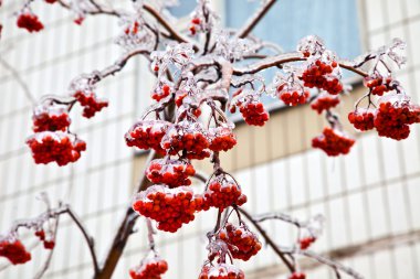 Rowan after the winter rain clipart