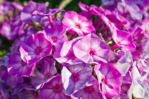 Flower phlox — Stock Photo, Image