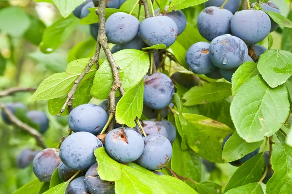 Berries of blackthorn — Stock Photo, Image