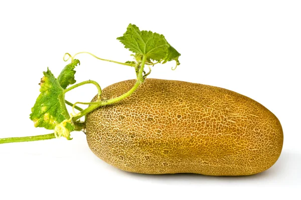 Cucumber on seed — Stock Photo, Image