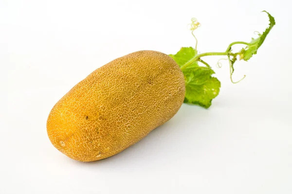 Cucumber on seed — Stock Photo, Image