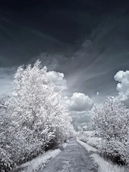 Road in the infrared — Stock Photo, Image