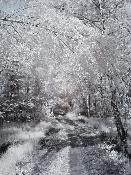 stock image Road through the forest