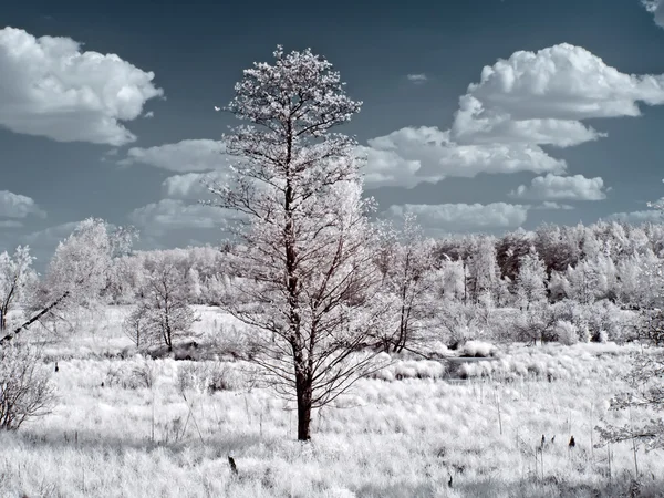 Swamp in the infrared — Stock Photo, Image