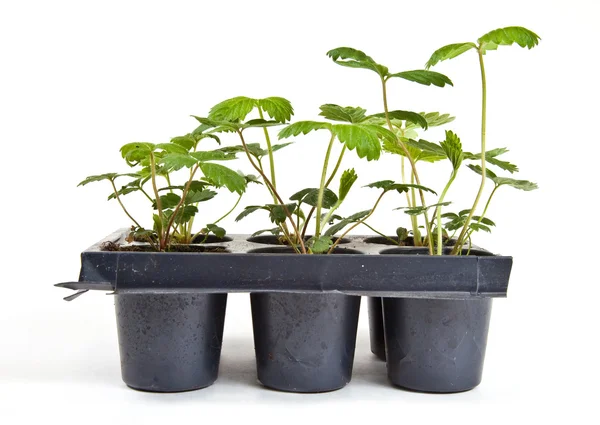 stock image Seedlings of the wild strawberries