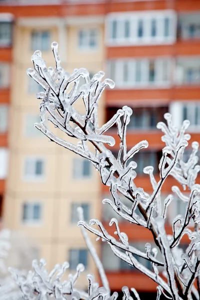 Na een winter regen — Stockfoto