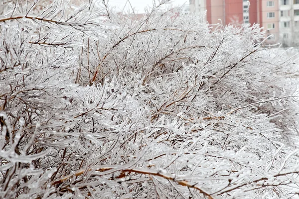 Arbustos cubiertos de hielo — Foto de Stock