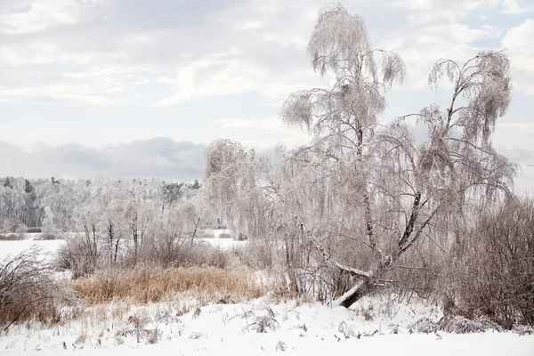Birch on the bank — Stock Photo, Image