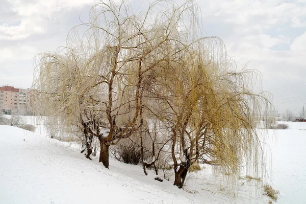 木をアイス — ストック写真