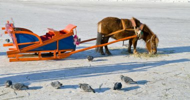 bir alan üzerine midilli