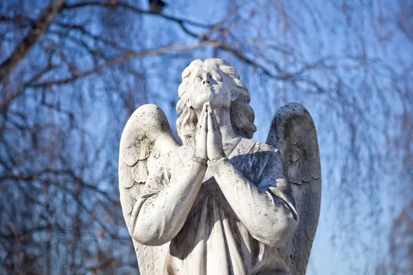 祈祷天使 — 图库照片