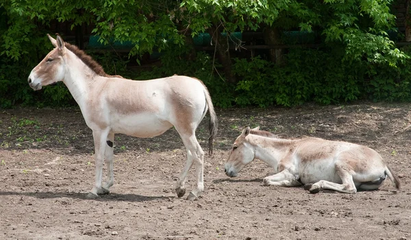 Equus hemionus — Foto Stock