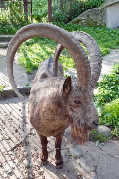 西伯利亚 ibex — 图库照片