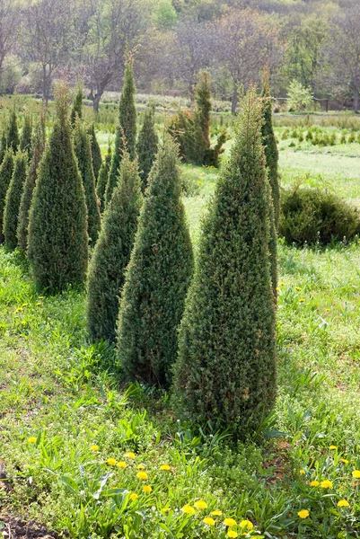 stock image Thuja saplings.