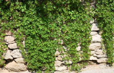 Stone wall with wild grapes clipart