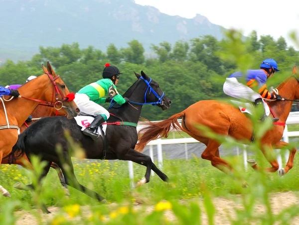At yarışı. — Stok fotoğraf