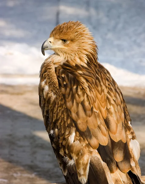 Búho águila — Foto de Stock