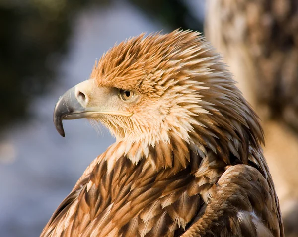 Búho águila —  Fotos de Stock