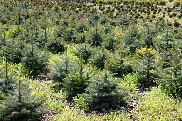 Blue spruce trädet. — Stockfoto