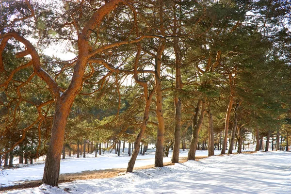 Parque de Inverno . — Fotografia de Stock