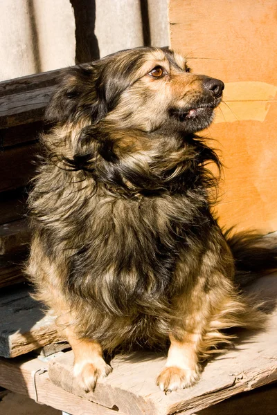 Bliska-kundel pies — Zdjęcie stockowe