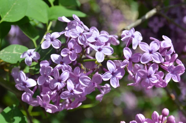 stock image The lilac flowers