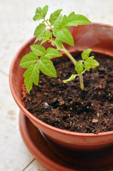 Junger Sämling von Tomaten, die in einem Boden wachsen. — Stockfoto